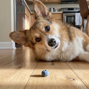 Can Dogs Eat Blueberries